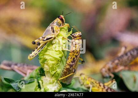 Wüstenheuschrecken, Schistocerca gregaria, sind vor allem in den Wüsten und Trockengebieten von Nord- und Ostafrika, Arabien und Südwestasien zu finden. Schwärme Stockfoto