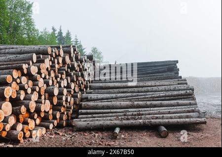 Eine Sammlung von Baumstämmen, die in einer Waldlandschaft ordentlich übereinander gestapelt sind. Die Baumstämme variieren in ihrer Größe und scheinen frisch geschnitten und gebrauchsfertig zu sein. Stockfoto