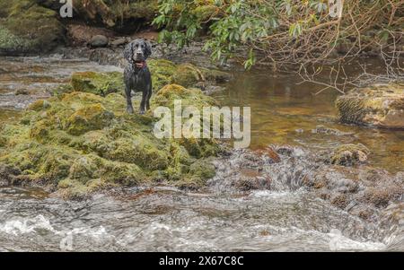 Schwarzer Spaniel stand mitten in einem schnell fließenden Fluss auf moosbedeckten Felsen Stockfoto