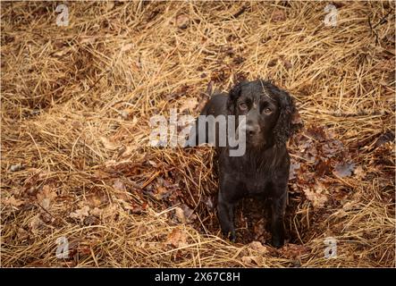 Schwarz arbeitender Cocker Spaniel, der in der Blattform gräbt, Zweige und gefallene Kiefernnadeln Stockfoto