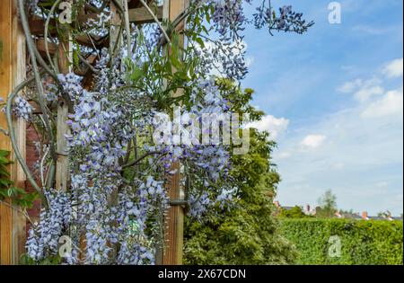 Nahaufnahme einer Wisera-Pflanze mit violetten Blüten, die an einem Holzgerüst befestigt sind Stockfoto