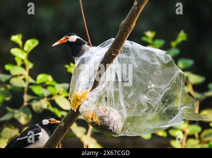 Ein Beutel mit Nahrung aus Polyethylen steckt auf einem Baum fest. Wild Indian Pied Myna (Gracupica contra) Vögel versuchen, das Plastik zu zerreißen und das Futter zu fressen, manchmal stecken ihre Schnäbel im Plastik fest. Es gibt ein nationales Verbot für diese Gegenstände. Tehatta, Westbengalen, Indien. Stockfoto