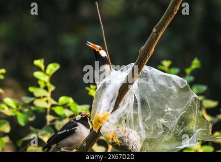 Ein Beutel mit Nahrung aus Polyethylen steckt auf einem Baum fest. Wild Indian Pied Myna (Gracupica contra) Vögel versuchen, das Plastik zu zerreißen und das Futter zu fressen, manchmal stecken ihre Schnäbel im Plastik fest. Es gibt ein nationales Verbot für diese Gegenstände. Tehatta, Westbengalen, Indien. Stockfoto