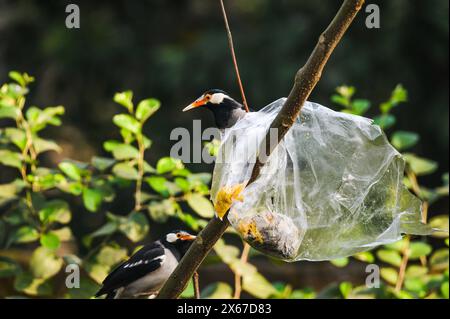 Ein Beutel mit Nahrung aus Polyethylen steckt auf einem Baum fest. Wild Indian Pied Myna (Gracupica contra) Vögel versuchen, das Plastik zu zerreißen und das Futter zu fressen, manchmal stecken ihre Schnäbel im Plastik fest. Es gibt ein nationales Verbot für diese Gegenstände. Tehatta, Westbengalen, Indien. Stockfoto