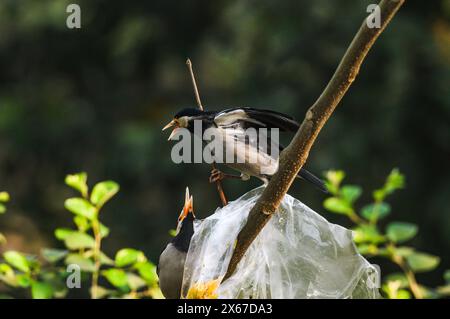 Ein Beutel mit Nahrung aus Polyethylen steckt auf einem Baum fest. Wild Indian Pied Myna (Gracupica contra) Vögel versuchen, das Plastik zu zerreißen und das Futter zu fressen, manchmal stecken ihre Schnäbel im Plastik fest. Es gibt ein nationales Verbot für diese Gegenstände. Tehatta, Westbengalen, Indien. Stockfoto