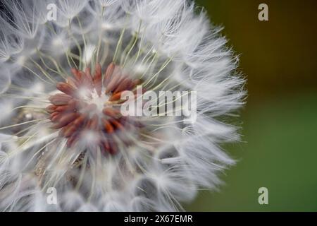 Makro eines Löwenzahn von einer nordportugiesischen Wiese, der Samen sieht Stockfoto