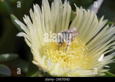 Europäische Biene auf einer gelben Edulis-Strandblume, bedeckt mit Pollen Stockfoto