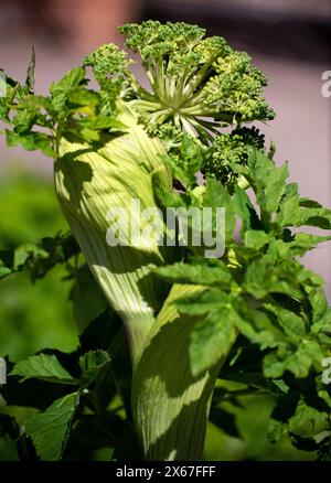 Angelica-Pflanze oder Wildsellerie im Frühling Stockfoto