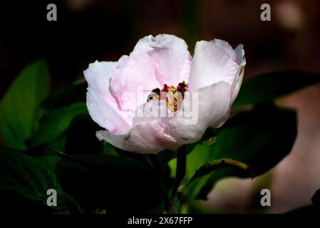 Weiße und rosa Pfingstrose einzelne Blüte im Garten an einem sonnigen Tag, Nahaufnahme, Stockfoto