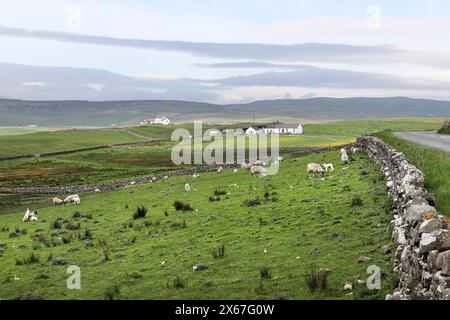 Schafe, die neben den Feldern der Marsh Marigold (Caltha palustris) Blumen weiden, Upper Teesdale, County Durham, Großbritannien. Stockfoto