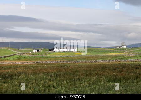 Bergland mit Blumen von Marsh Marigold (Caltha palustris) im Frühjahr, Upper Teesdale, County Durham, Vereinigtes Königreich. Stockfoto