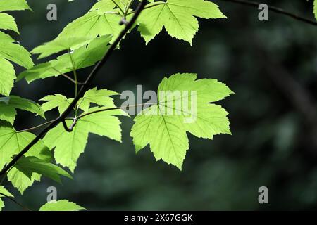 Sycamore Leaves (Acer pseudoplatanus), von der Sonne beleuchtet, Teesdale, County Durham, Großbritannien Stockfoto