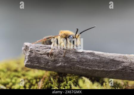 Männliche Tawny Mining Bee (Andrena fulva) in einem Gartenhabitat, Teesdale, County Durham, England Großbritannien Stockfoto