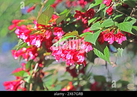 Blühsträucher in Garten und Parkanlagen eine Weigelie, die zu den