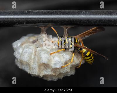 Königin gemeine jellowwegswespe (Vespula alascensis), die auf einem neuen Nest ruht, das sie mit dem Bau begonnen hat Stockfoto