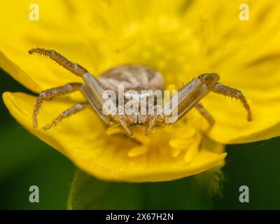 Nahaufnahme einer weiblichen Krabbenspinne, Xysticus cristatus, mit Pollen besprenkelt, auf einer Butterblume, die darauf wartet, ein fliegendes Insekt zu fangen Stockfoto