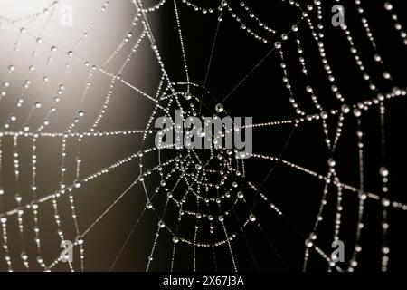 Nahaufnahme von Tropfen im Spinnennetz vor dunklem Hintergrund Stockfoto