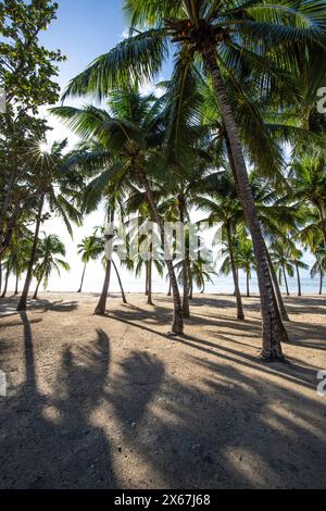 Plage de Bois Jolan, ein traumhafter Palmenstrand mit türkisfarbenem Wasser bei Sonnenaufgang auf Guadeloupe Stockfoto