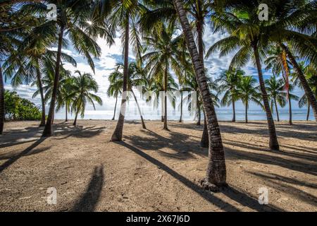 Plage de Bois Jolan, ein traumhafter Palmenstrand mit türkisfarbenem Wasser bei Sonnenaufgang auf Guadeloupe Stockfoto