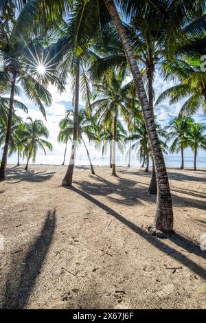 Plage de Bois Jolan, ein traumhafter Palmenstrand mit türkisfarbenem Wasser bei Sonnenaufgang auf Guadeloupe Stockfoto