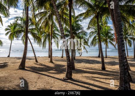 Plage de Bois Jolan, ein traumhafter Palmenstrand mit türkisfarbenem Wasser bei Sonnenaufgang auf Guadeloupe Stockfoto