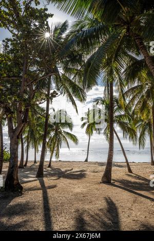 Plage de Bois Jolan, ein traumhafter Palmenstrand mit türkisfarbenem Wasser bei Sonnenaufgang auf Guadeloupe Stockfoto