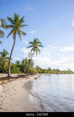 Plage de Bois Jolan, ein traumhafter Palmenstrand mit türkisfarbenem Wasser bei Sonnenaufgang auf Guadeloupe Stockfoto