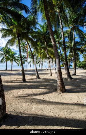 Plage de Bois Jolan, ein traumhafter Palmenstrand mit türkisfarbenem Wasser bei Sonnenaufgang auf Guadeloupe Stockfoto