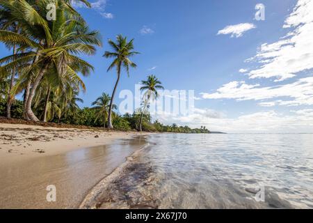 Plage de Bois Jolan, ein traumhafter Palmenstrand mit türkisfarbenem Wasser bei Sonnenaufgang auf Guadeloupe Stockfoto