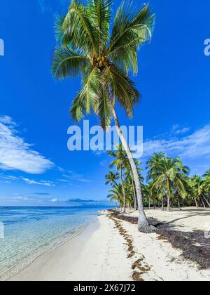 Plage de Bois Jolan, ein traumhafter Palmenstrand mit türkisfarbenem Wasser bei Sonnenaufgang auf Guadeloupe Stockfoto