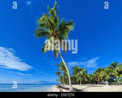 Plage de Bois Jolan, ein traumhafter Palmenstrand mit türkisfarbenem Wasser bei Sonnenaufgang auf Guadeloupe Stockfoto