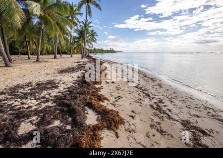 Plage de Bois Jolan, ein traumhafter Palmenstrand mit türkisfarbenem Wasser bei Sonnenaufgang auf Guadeloupe Stockfoto