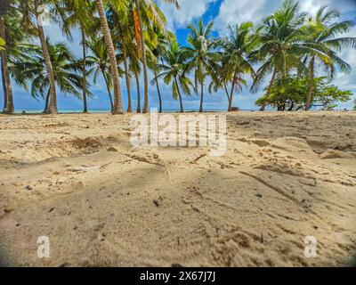 Plage de Bois Jolan, ein traumhafter Palmenstrand mit türkisfarbenem Wasser bei Sonnenaufgang auf Guadeloupe Stockfoto