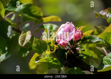 Blühender Apfelsaft an einem sonnigen Tag im Frühlingsgarten (Nahaufnahme). Stockfoto