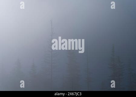 Fichtenwald an der Isar bei Wallgau, dichter Nebel, Morgenstimmung, Bayerische Alpen, Karwendel, Deutschland, Bayern Stockfoto