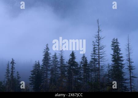 Fichtenwald an der Isar bei Wallgau, dichter Nebel, Morgenstimmung, Bayerische Alpen, Karwendel, Deutschland, Bayern Stockfoto