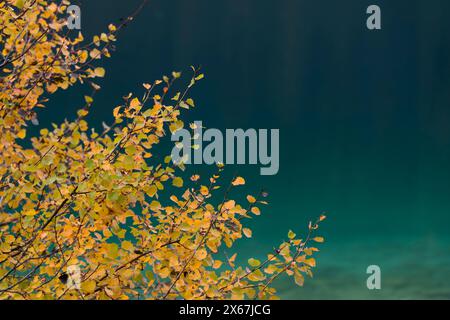 Gelbe Blätter vor smaragdgrünem Wasser, Herbstatmosphäre am Eibsee bei Grainau, Deutschland, Bayern Stockfoto