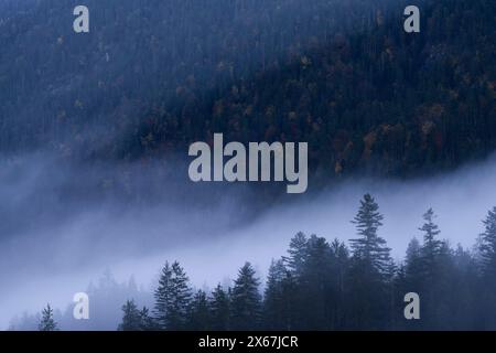 Isarwald bei Wallgau, Nebel, Morgenstimmung, Bayerische Alpen, Karwendel, Deutschland, Bayern Stockfoto