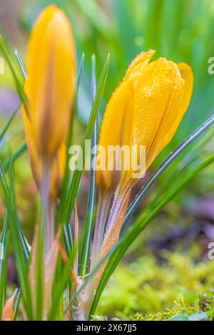 Frühlingsblüten, Krokusse (Crocus), Tautropfen Stockfoto