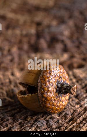 Frucht der Eiche auf hölzernem Hintergrund, Stillleben Stockfoto