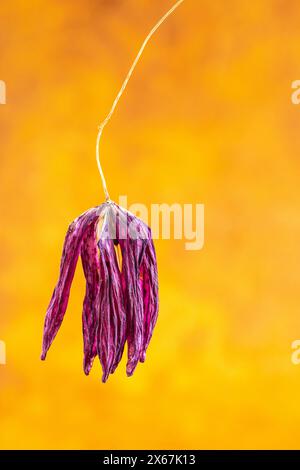 Verdorbene Schachbrettblume, Herbstkonzept, Blumenstillleben Stockfoto