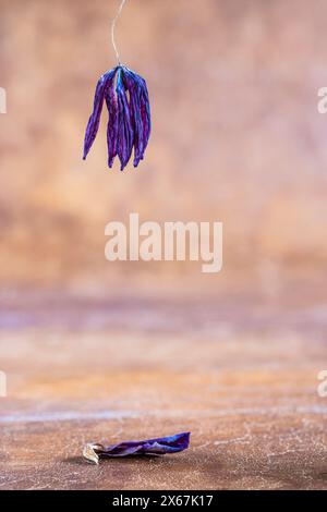 Verdorbene Schachbrettblume, Herbstkonzept, Blumenstillleben Stockfoto