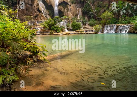 Fischen Sie im Kuang Si Wasserfall in der Nähe von Luang Prabang, Laos, Asien Stockfoto