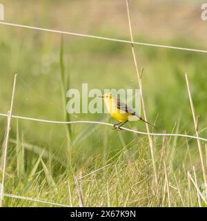 Gelber Wagtail, Norfolk, Mai 2024 Stockfoto