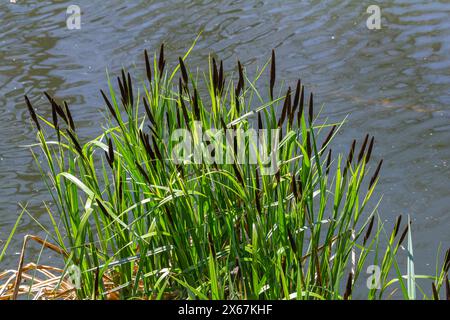 Carex acuta - gefunden wächst an den Rändern von Flüssen und Seen in den palaearktischen terrestrischen Ökoregionen in Schichten von nassem, alkalischem oder leicht saurem Abflaub Stockfoto