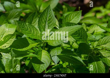 Im Frühjahr wächst in der Wildnis Mercurialis perennis im Wald. Stockfoto