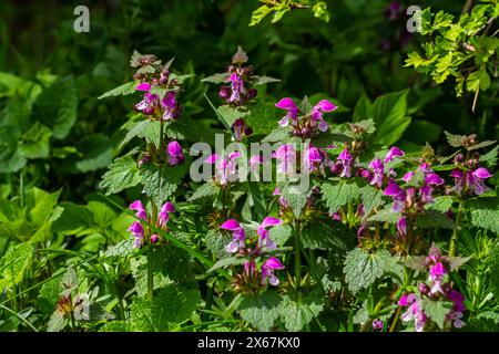 Rosafarbene Blüten von geflecktem Lamium maculatum aus totem Brennnessel. Heilpflanzen im Garten. Stockfoto