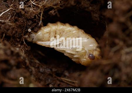 Puppe Eines großen Tauchkäfers, Dytiscus marginalis, im Boden begraben, New Forest UK Stockfoto