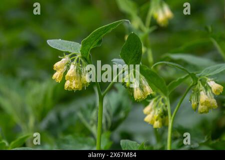 Blühendes Symphytum tuberosum im Wald, Frühling-Frühsommer, natürliche Umgebung. Heilpflanze. Stockfoto