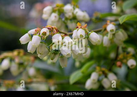 Weiße Blaubeerknospen auf einem Busch. Blaubeerknospenzweig. Weiße Blüten. Makroperspektive. Busch wächst in einem Garten. Natur im Sommer, Frühling. Stockfoto